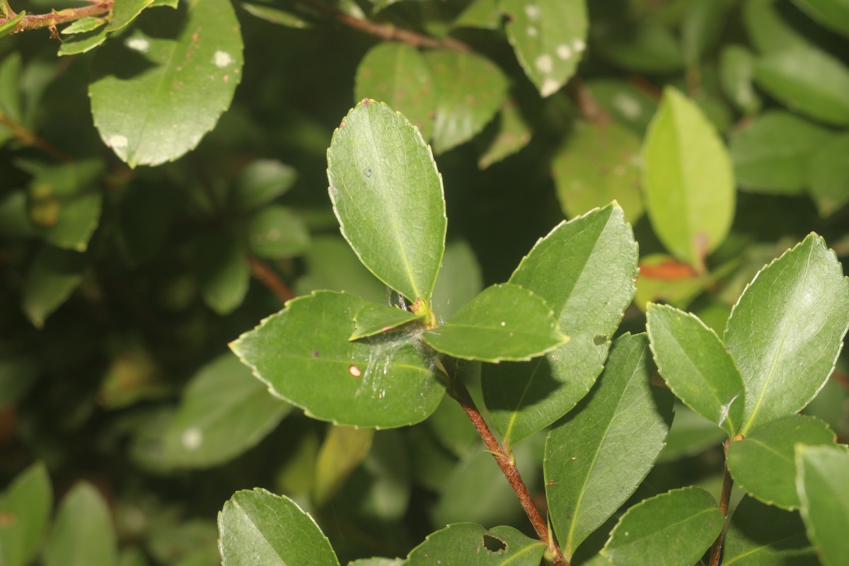 Rhaphiolepis indica (L.) Lindl.